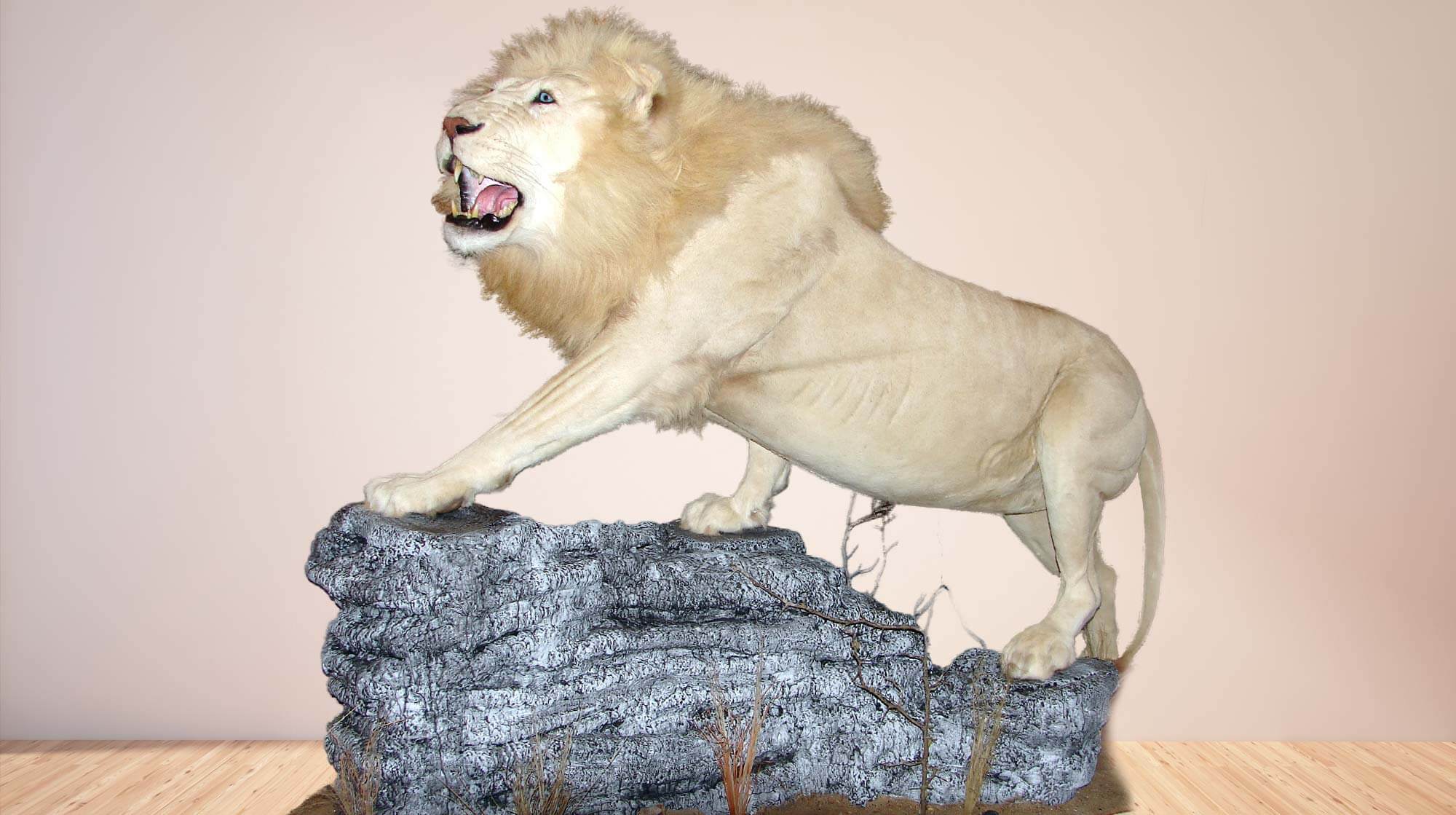 Life size mount of a white maile lion standing on a rock