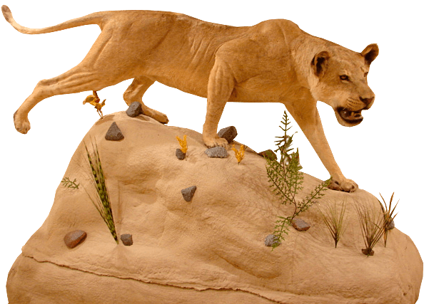 Life size mount of a female lion in hunting pose on a rock