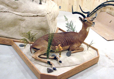 Young african antelope laying on a custom environmental base