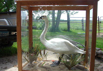 Snow Goose mount in a glass cabinet