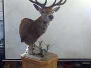 Exotic Animal Mount - Great Bear Taxidermy